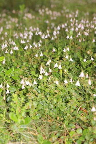Twinflower