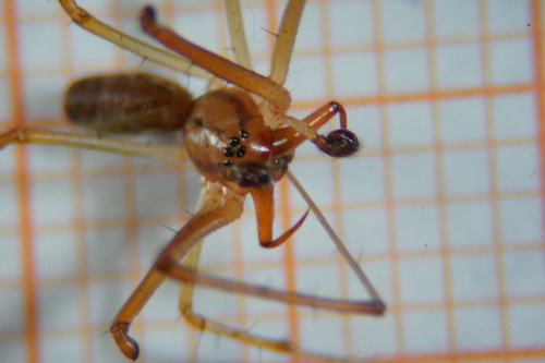 Common sheetweb spider