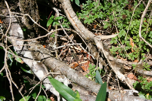 Common Painted Smooth-throated Lizard