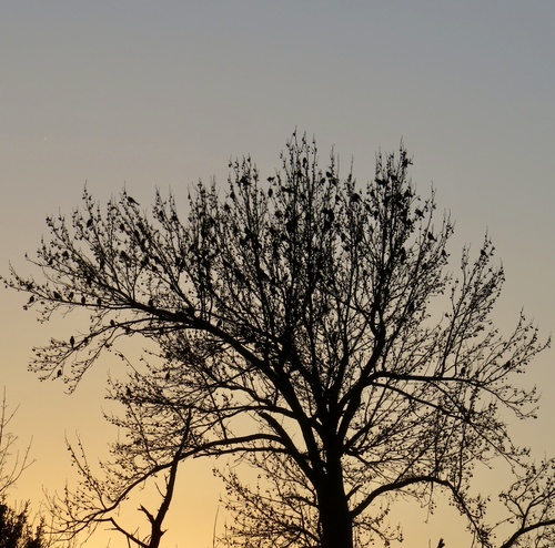 American sweetgum