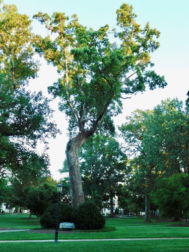 American tuliptree