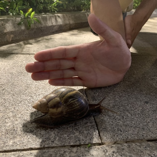 African Giant Snail