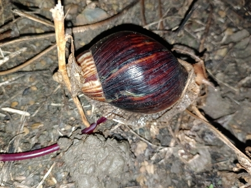 Giant Blonde Snail