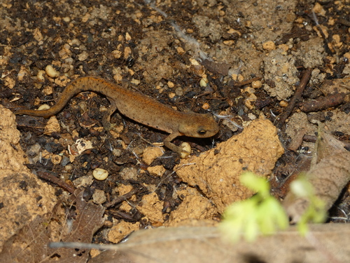 Bosca's newt