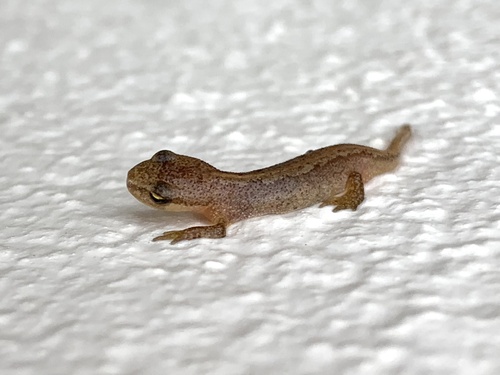 Palmate Newt