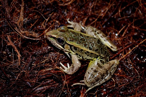 Browns' Leopard Frog