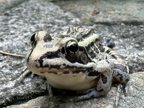 Pickerel Frog