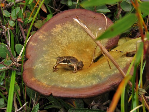 Wood Frog