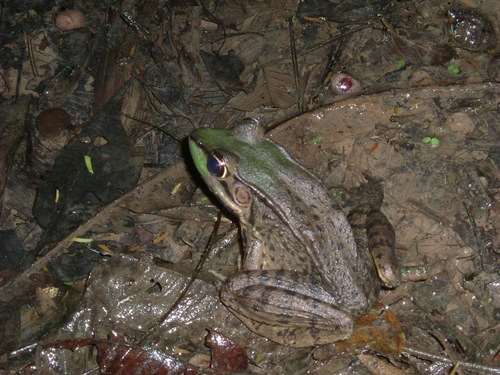 Vaillant's Frog