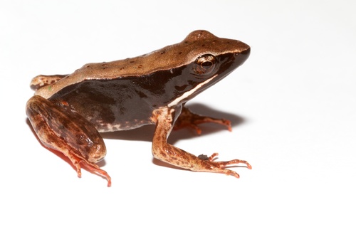 Brilliant Forest Frog