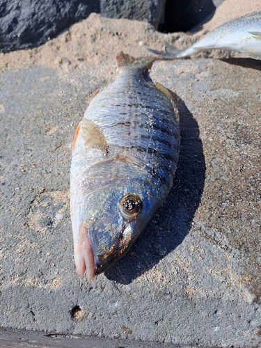 Striped Seabream