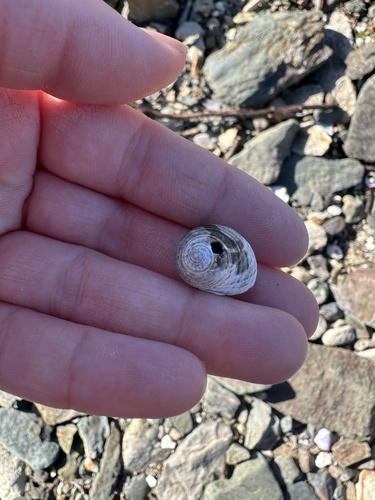 Common Periwinkle