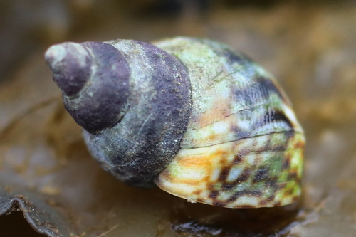Checkered Periwinkle