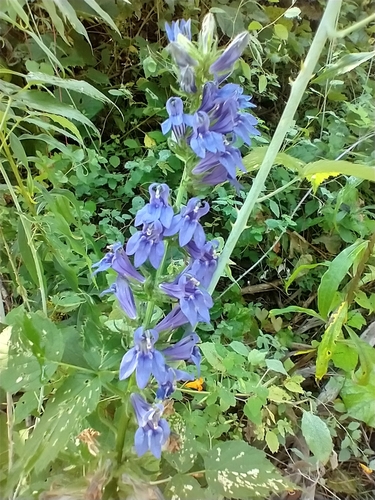 Great blue lobelia