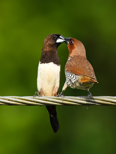 Scaly-breasted Munia