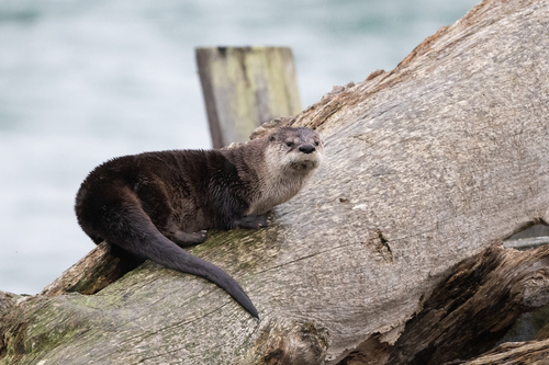 North American River Otter
