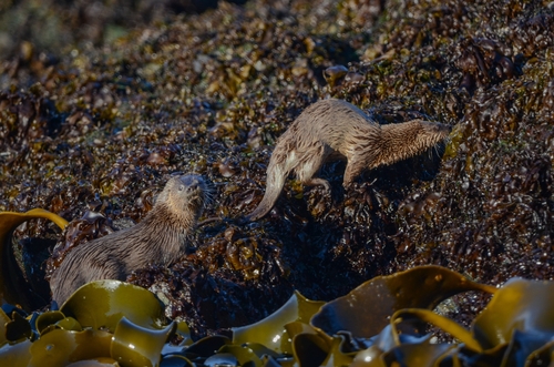 Marine Otter