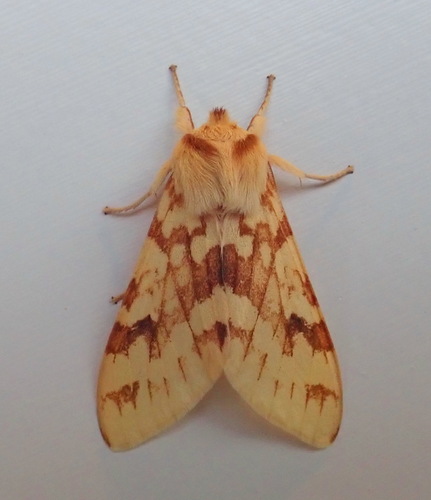 Spotted Tussock Moth