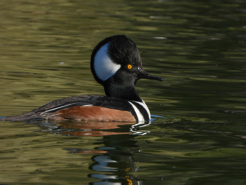 Hooded Merganser