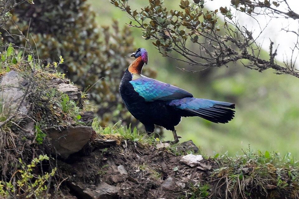 Chinese Monal