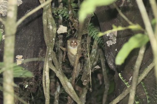 Red Slender Loris