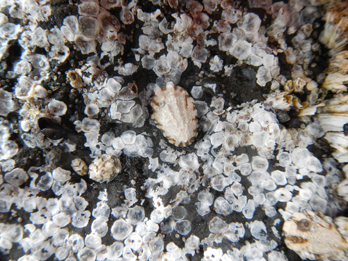 Fingered Limpet