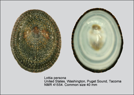 Mask Limpet