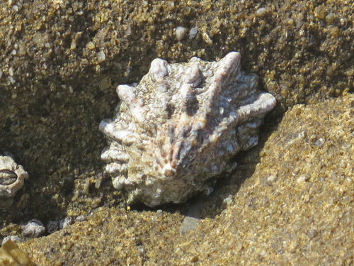 Rough Limpet