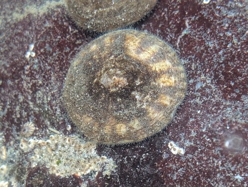 Plate Limpet