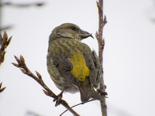 Red Crossbill