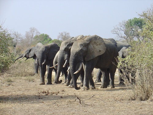 Forest Elephant