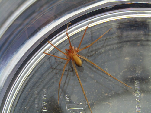 Mediterranean recluse