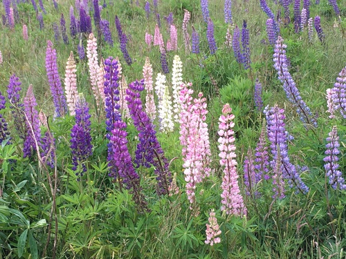 Large-leaved lupine