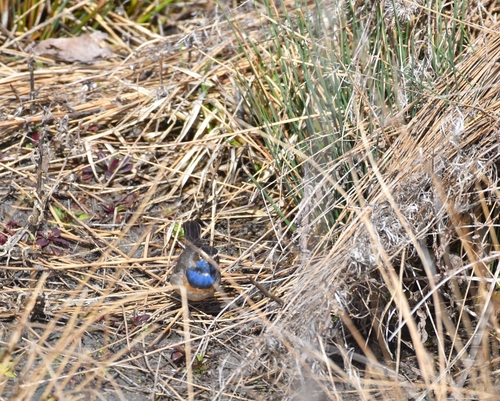 Bluethroat