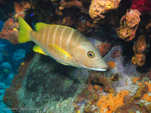 Schoolmaster Snapper