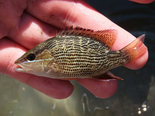 Gray Snapper