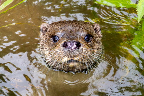 Eurasian Otter
