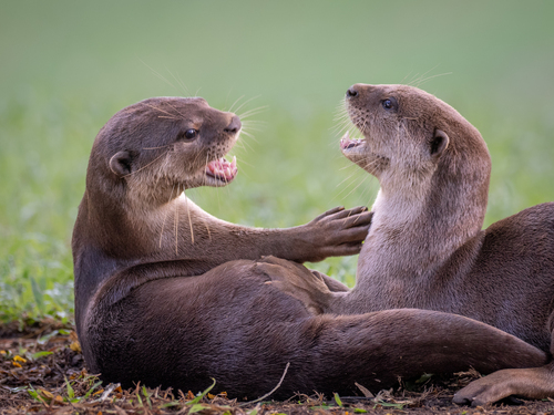 Smooth-coated Otter