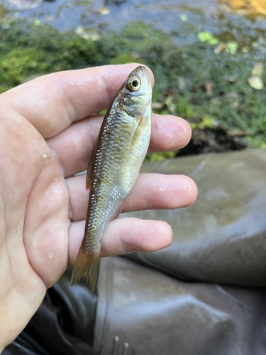 Common Shiner