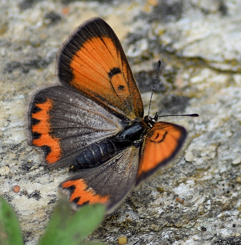 Small Copper