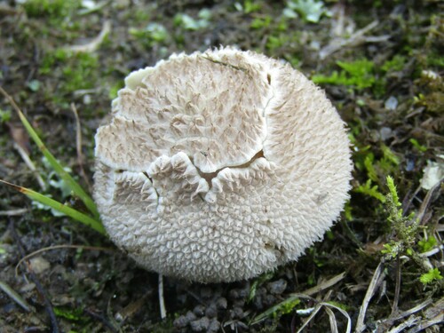 Peeling Puffball