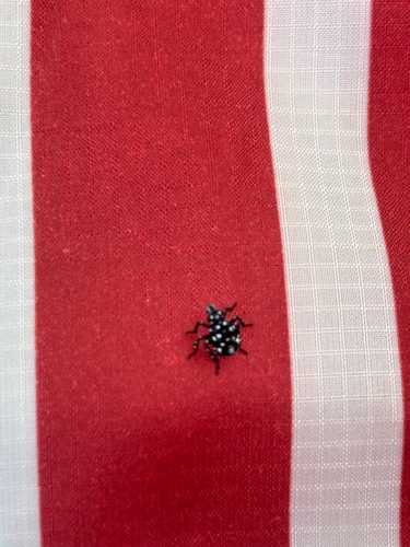 Spotted Lanternfly