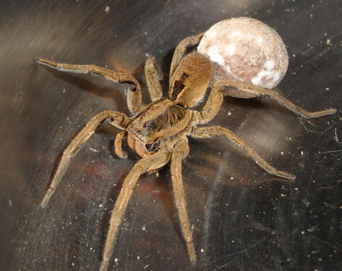 Lycosa erythrognatha