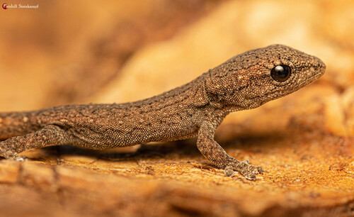 Common Dwarf Gecko