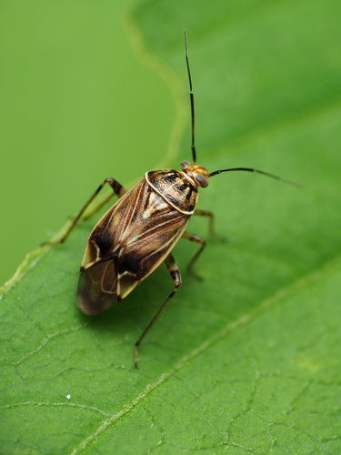 North American Tarnished Plant Bug
