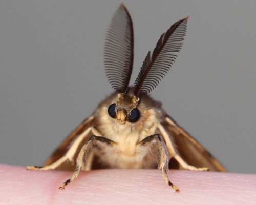 Spongy Moth