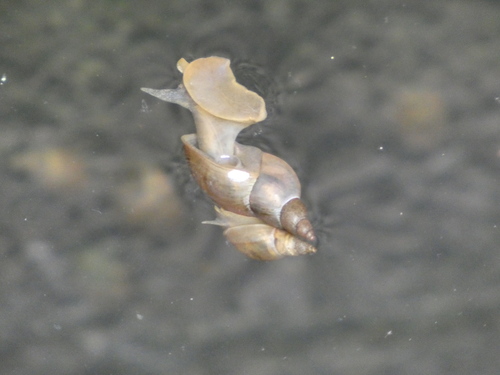 Great Pond Snail