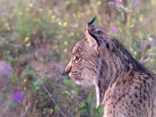 Iberian Lynx