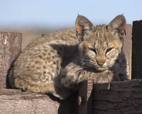 Bobcat