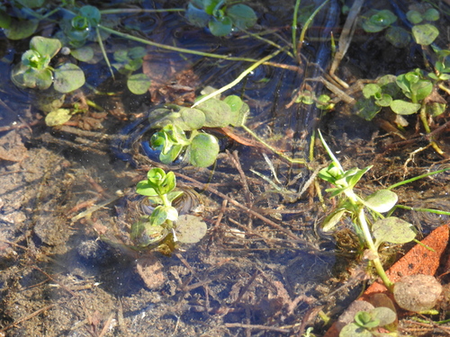 Creeping Jenny